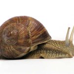 Slow poke golfers
