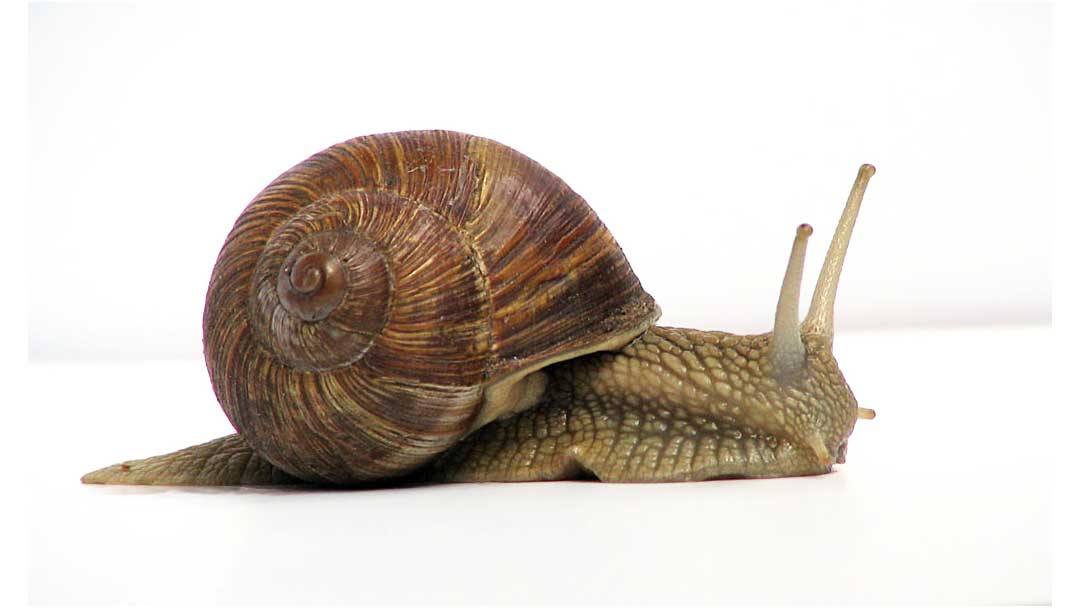 Slow poke golfers